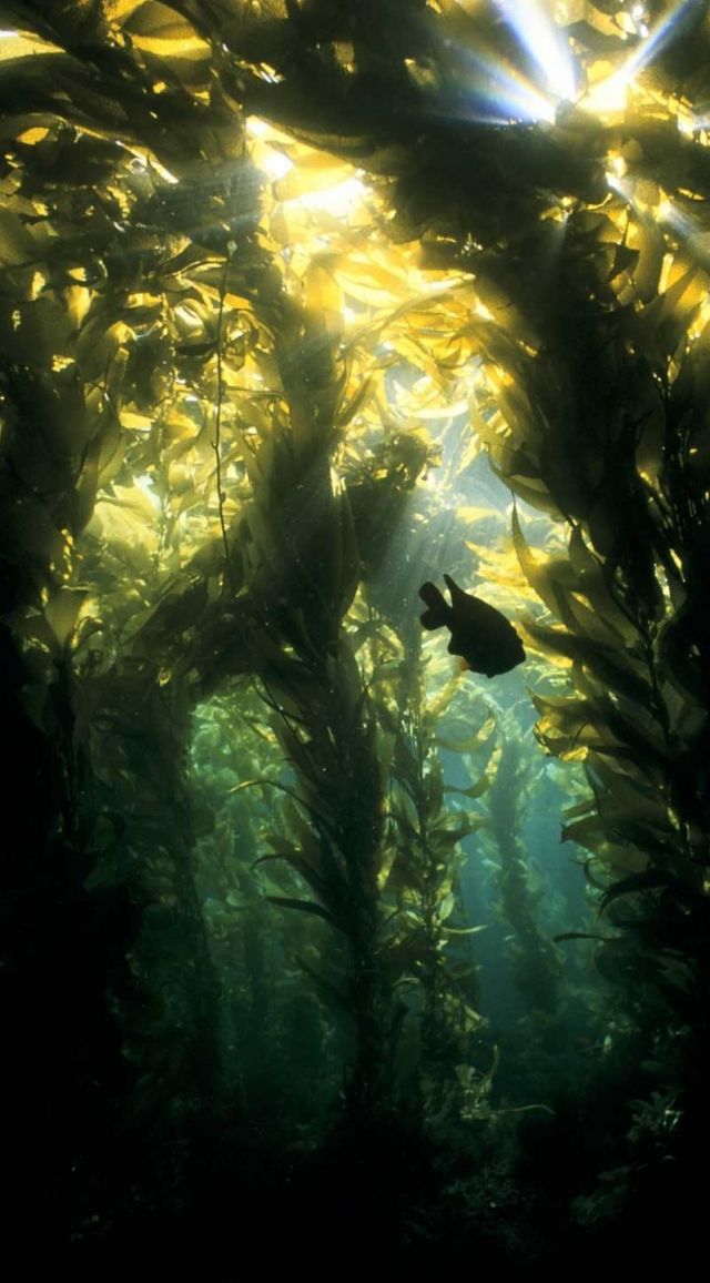 kelp forest wallpaper